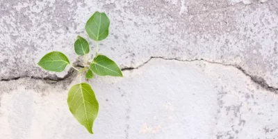 small banyan tree growing up from boundaries in the wall of the building